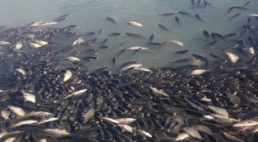 Sulama barajındaki toplu balık ölümlerine inceleme başlatıldı