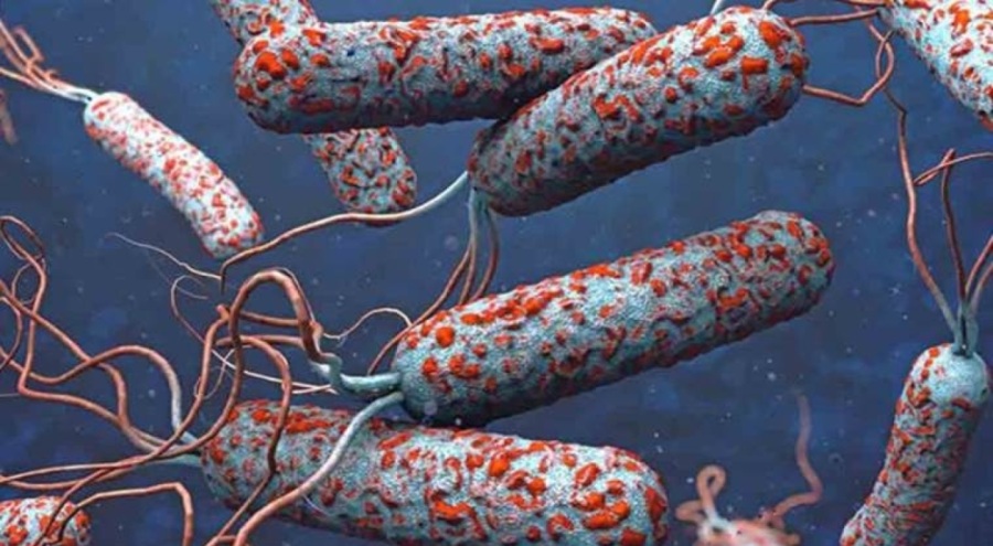 Uzmandan koleraya karşı uyardı: Halk sağlığı için küresel bir tehdit