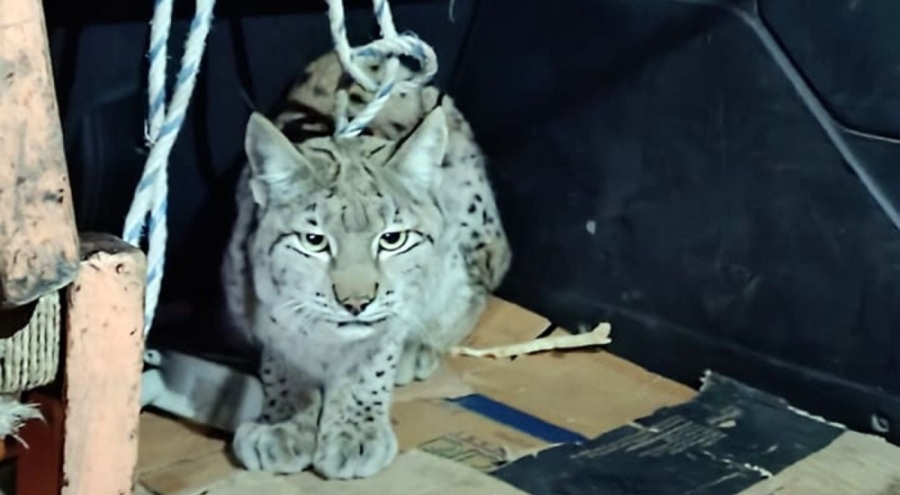 Van'da nesli tehlike altında yaralı vaşak bulundu!