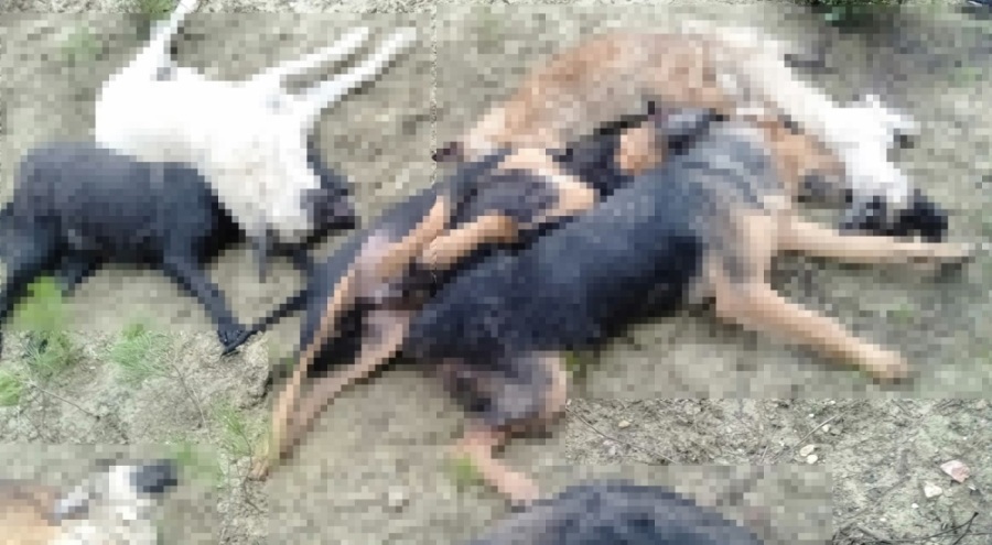 Köpek katliamında gözaltına alınan 5 kişiden 4'ü mahkemeye sevk edildi