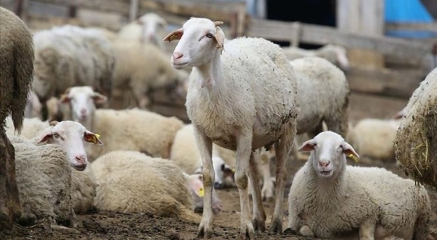 Hayvancılık destekleri artırıldı! Karar Resmi Gazete'de yayımlandı