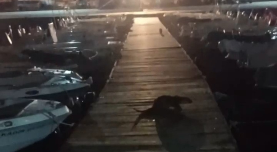 Bursa'da su samurunun kediyi kovaladığı anlar kamerada