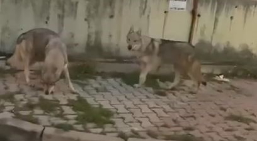 İstanbul'da şaşkına çeviren görüntü! Aç kalan kurtlar...
