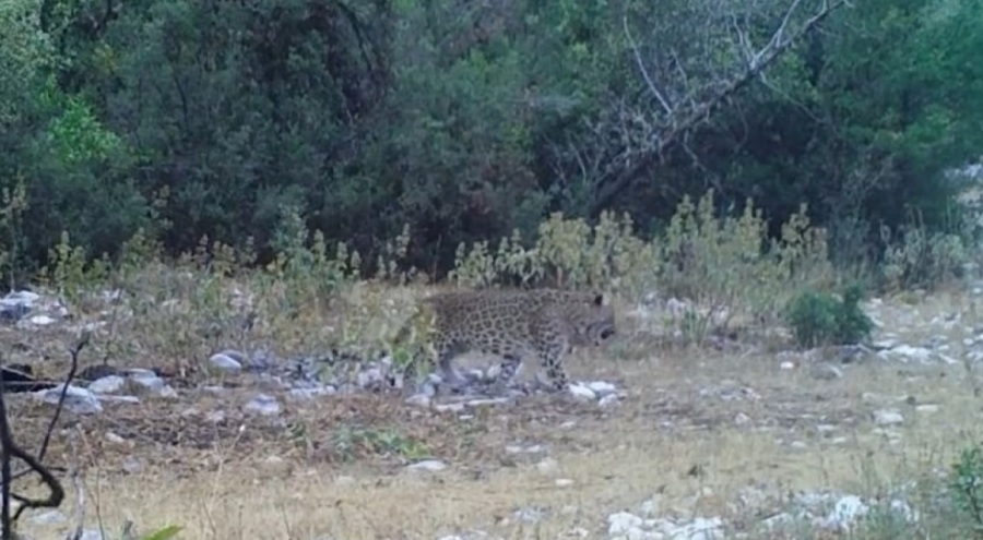 Anadolu parsı görüntülendi