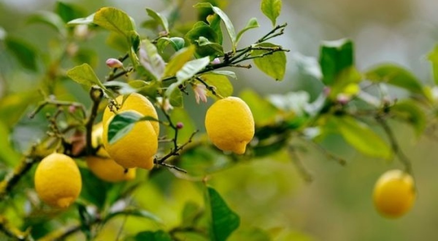 Kasımda en fazla fiyat farkı limonda görüldü