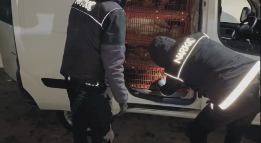Canlı tavuk yüklü araçtan uyuşturucu çıktı!