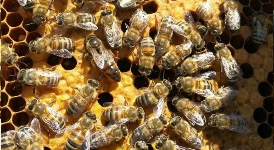 Kırklareli'ndeki 10 bin arılı kovan destekleme programına alındı