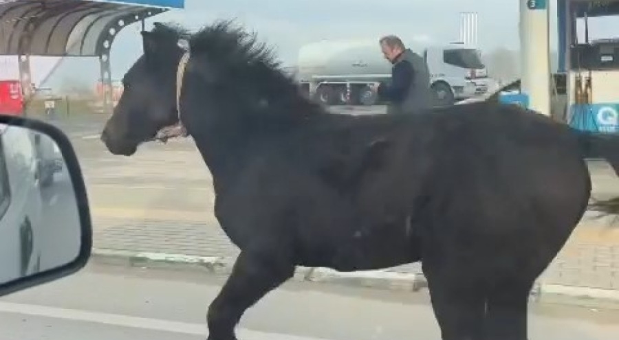Bursa'da trafikte başıboş tay adeta araçlarla yarıştı