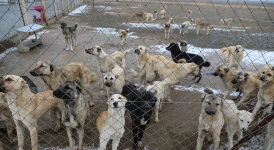 Kan donduran iddia! Barınakta aç kalan köpekler birbirlerini yedi