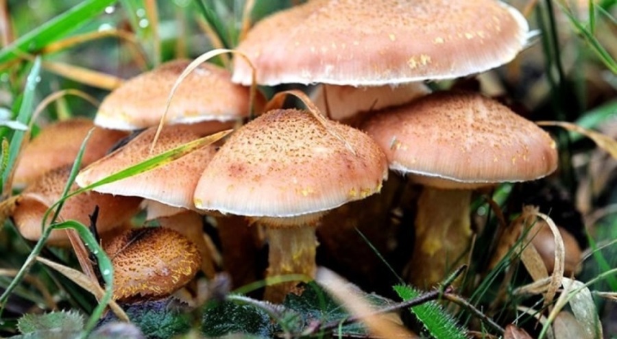 Matardan zehirlenen kadın yaşamını yitirdi