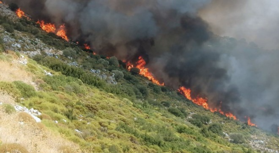 Ordu'da ormanlık alanda yangın