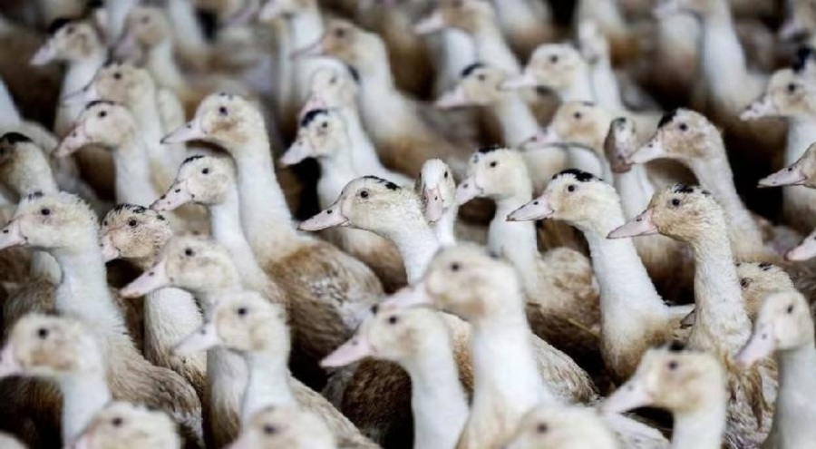 Fransa'da kuş gribi alarmı!