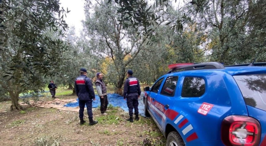 Bursa'da zeytin hırsızlarına karşı jandarma tedbiri!