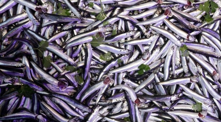 Düzce'de hamsi bolluğu