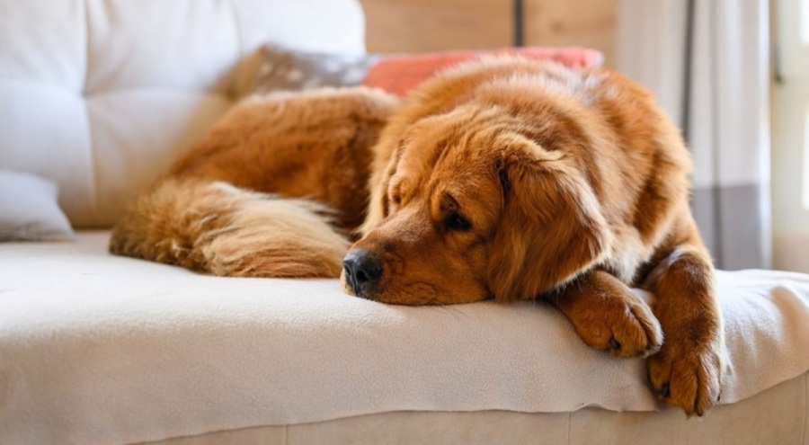 ABD'de köpekler arasında salgın: Yeni bakteri türü şüphesi