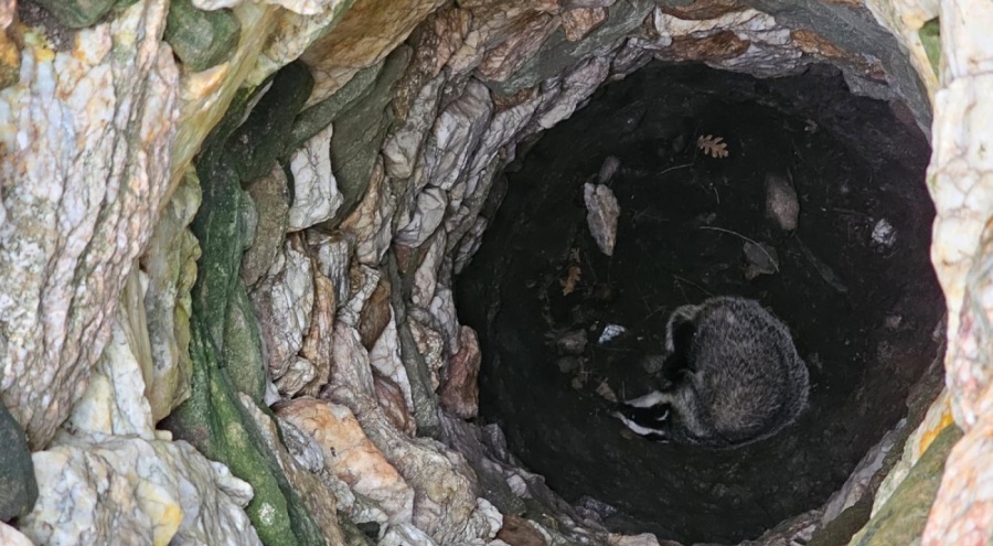 7 metrelik kuyuya düşen porsuk, kurtarıldı