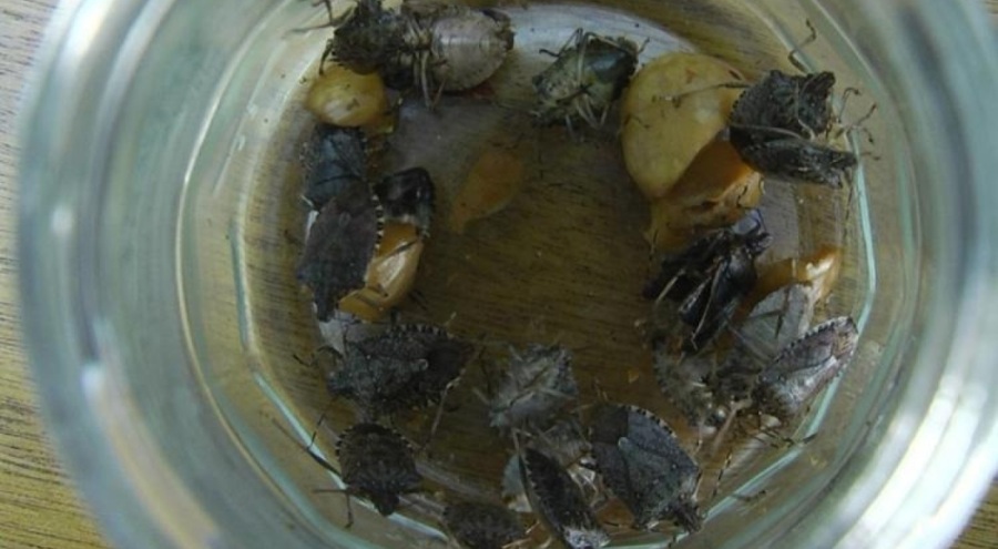 Karadeniz'in yeni kabusu! 'Kahverengi kokarca'