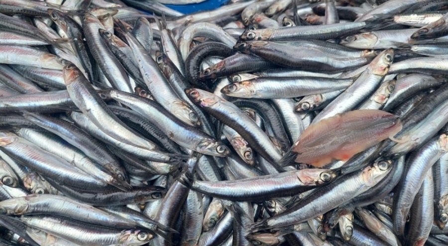 Fırtına hamsi fiyatlarını artırdı!