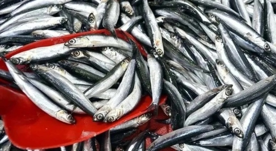 Hamsi ihracatı yüzde 20 arttı
