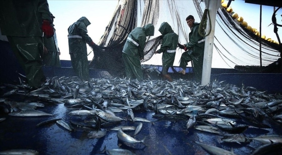 BM: Akdeniz ve Karadeniz'de aşırı avlanma son 10 yılın en düşük seviyesine indi