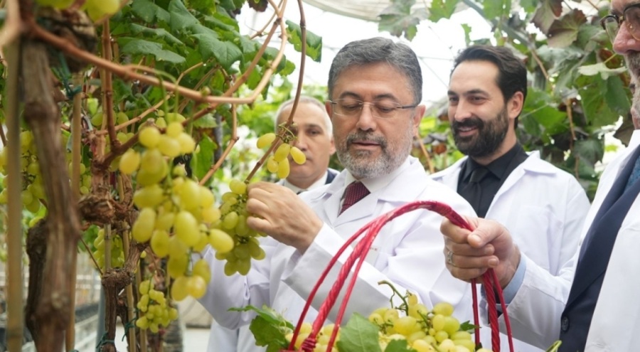 Bakan Yumaklı'dan 'yılda iki kez üzüm hasadı' açıklaması