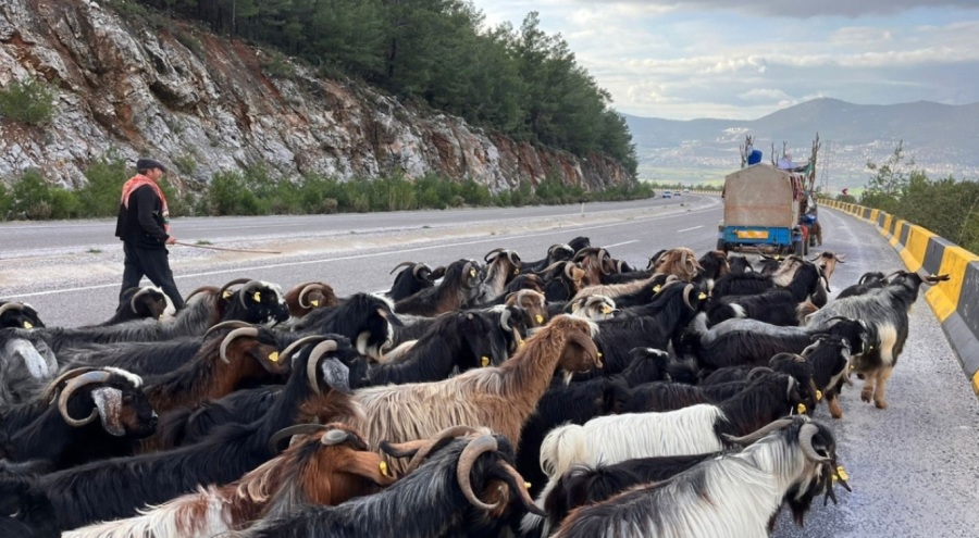 Denizli'den yola çıkan Yörükler kışı geçirmek için Muğla'ya göçtü