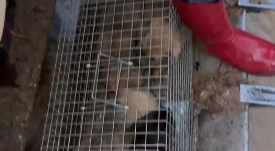 Yalova'da dere taşması sonucu 4 yavru köpek kurtarıldı