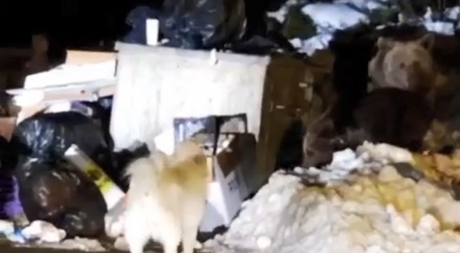 Uludağ'da aç kalan hayvanlar arasında köpek-ayı kavgası yaşandı