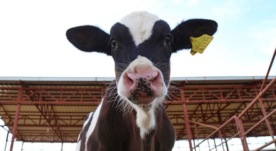 2023 yılı düve alımı hibe destekleme başvuruları başladı