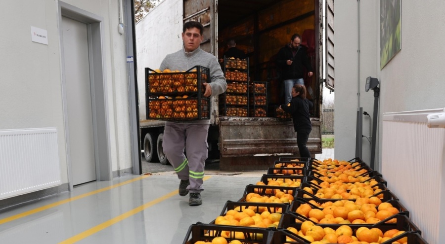Hataylı mandalina üreticisine Bursa Nilüfer desteği