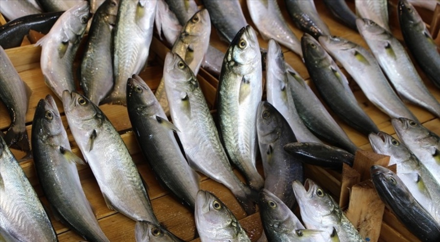 'Denizin prensi' lüfer fiyatı ile dudak uçuklatıyor