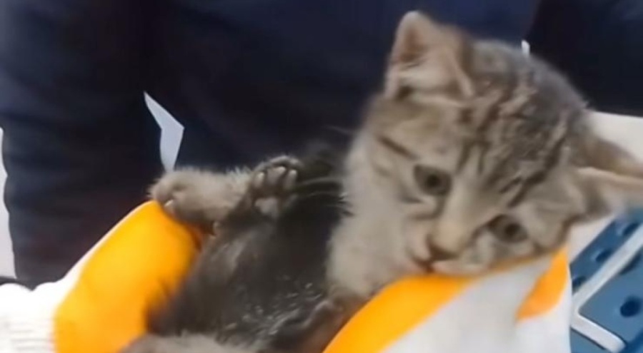 Bursa 'da kedi kurtarma operasyonu