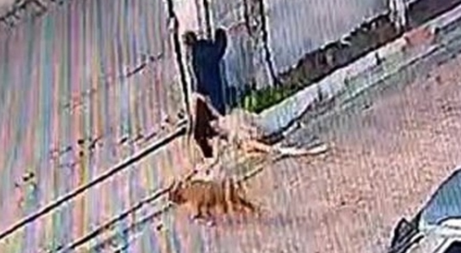 İstanbul'da köpek hırsızlığı