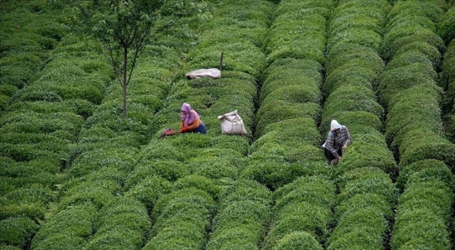 Türk çayı ihracatı  23,6 milyon doları aştı