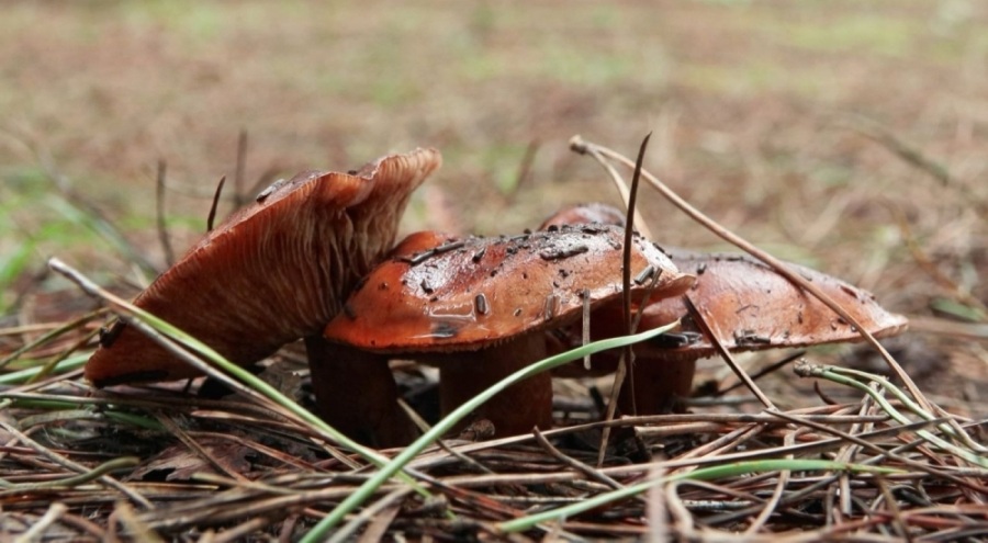 İstanbul'da "mantar" alarmı: 11 kişi zehirlendi