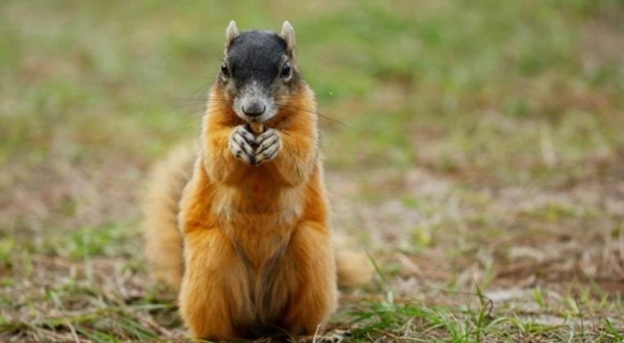 Hayvanat bahçesinde katliam!