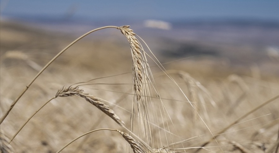 Buğdayın soğuktan etkilenmemesi için "gübrelemeye dikkat edin" tavsiyesi