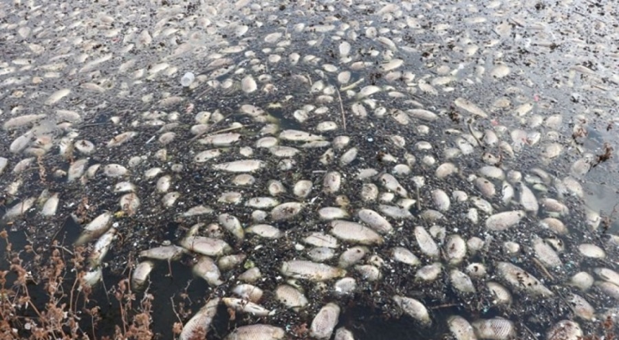 Kayacık Barajı'ndaki balık ölümlerine inceleme başlatıldı