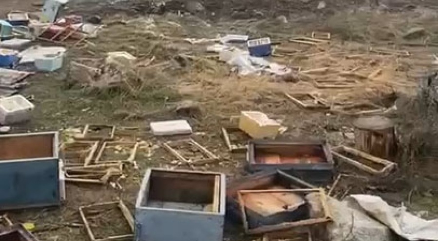 Ayı 50 kovanı parçalayıp, balları yedi