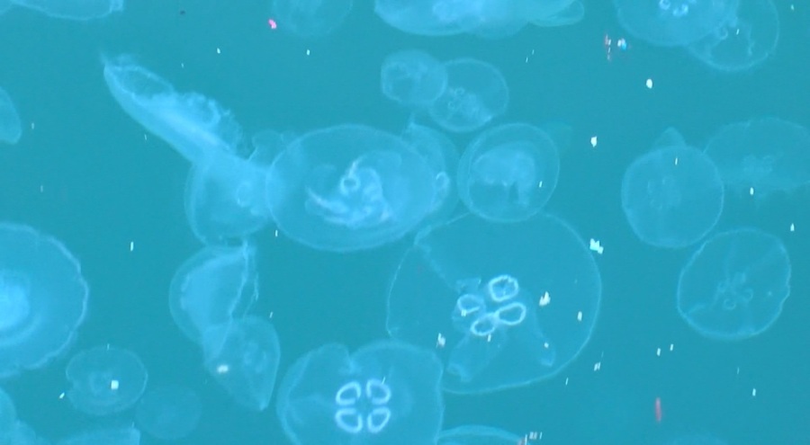 Boğaz'da denizanası yoğunluğu görüldü