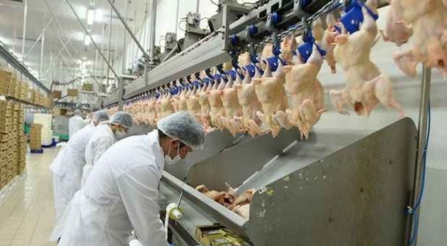 Tavuk eti üretimi arttı