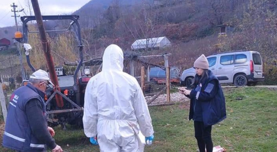 Sinop'ta ani koyun ölümleri: 1 haftada 18 koyunu telef oldu