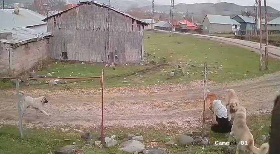 Muş'ta başıboş köpekler 73 yaşındaki kadına saldırdı