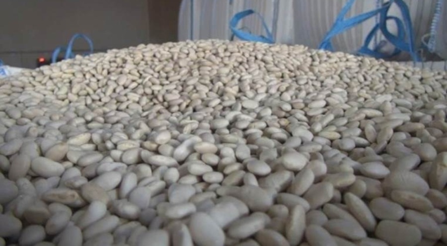 Kuru fasulye üretiminde Türkiye'nin yüzde 75'lik ihtiyacını karşılıyor!