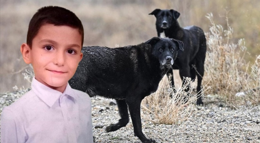 Sahipsiz köpeklerin saldırdığı çocuğun durumu iyiye gidiyor