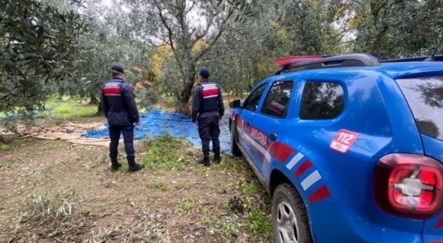 Bursa'da üzüm ve zeytin hırsızları yakalandı