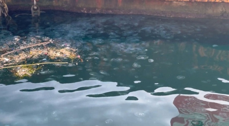 İstanbul Boğazı'nda yeni istila