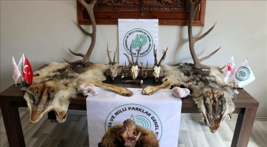 Koruma altındaki yaban hayvanlarının boynuz ve dişlerini satana rekor ceza!