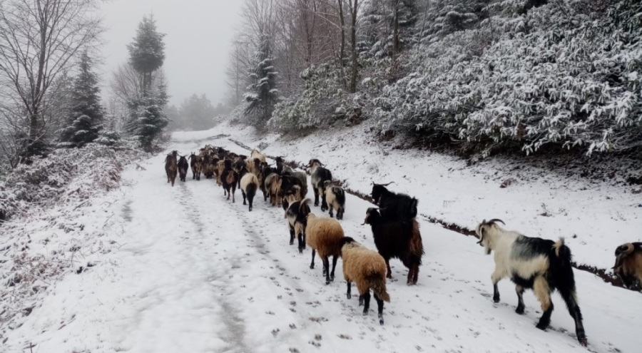 Sakarya beyaza büründü