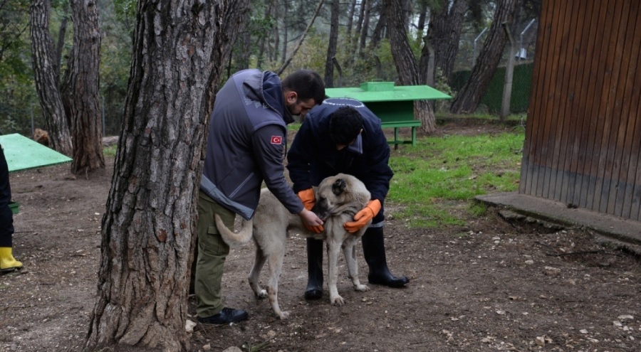 Bursa'da Osmangazi'de başıboş köpekler mercek altında